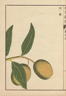 Green seeds and leaves of wild nutmeg and mace