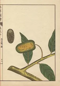 Honzo Prints: Green seeds and leaves of wild nutmeg and mace