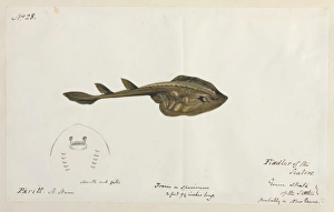 Elasmobranch Collection: Green skate illustration