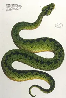Viper Prints: Green Snake / Zoological