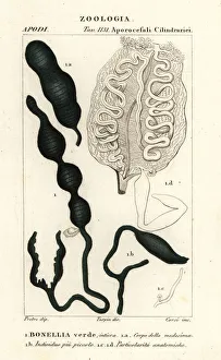 Green spoonworm, Bonellia viridis. Bonellia verde