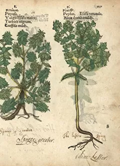 Green spurge, Euphorbia esula, and petty spurge