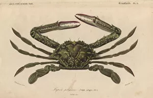 Orbigny Gallery: Green swimming crab, Lupa elagica