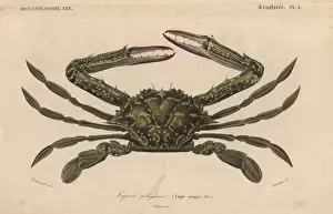 Lupa Prints: Green swimming crab, Lupa elagica