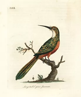 Latham Collection: Green-tailed jacamar, Galbula galbula