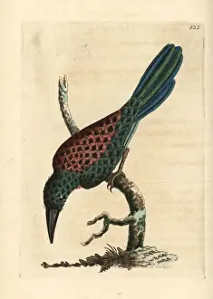 Green-tailed jacamar, Galbula galbula