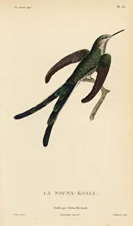Colibris Collection: Green-tailed trainbearer, Lesbia nuna