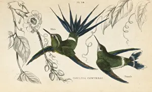 Trochilus Prints: Green thorntail, Discosura conversii