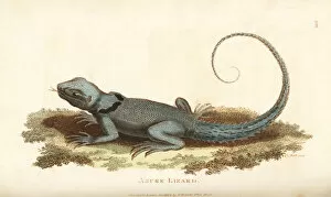 Amphibia Collection: Green thornytail iguana, Uracentron azureum
