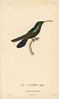 Ornithology Collection: Green-throated carib, Eulampis holosericeus. Male adult