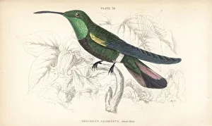 Anthracothorax Gallery: Green-throated mango, Anthracothorax viridigula