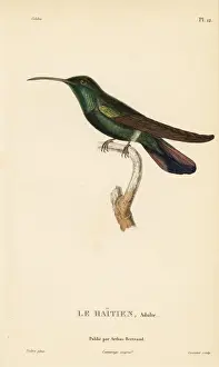 Green-throated mango, Anthracothorax viridigula. Adult male
