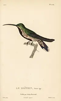 Green-throated mango, Anthracothorax viridigula