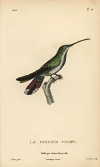 Green-throated mango, Anthracothorax viridigula