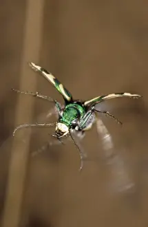Green Tiger Beetle in flight