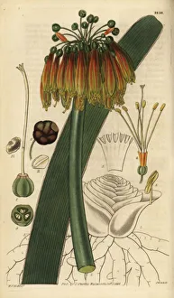 Nobilis Collection: Green-tip forest lily, Clivia nobilis