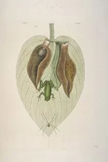 Mark Catesby Collection: Green Tree Frog