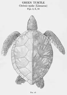 Testudines Prints: Green Turtle