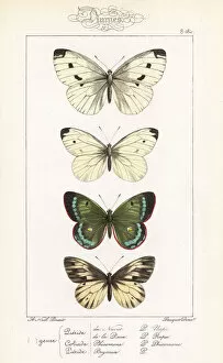 Clouded Collection: Green-veined white, small white, mountain