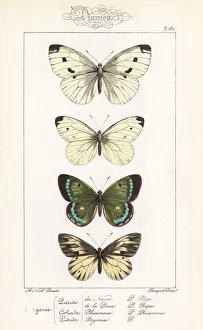 Alexis Collection: Green-veined white, small white, mountain