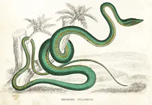 Green vine snake or flatbread snake, Oxybelis fulgidus