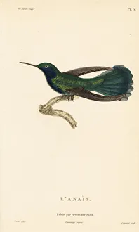 Colibris Collection: Green violetear, Colibri thalassinus