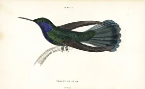 Green violetear hummingbird, Colibri thalassinus