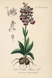 Orchis Prints: Green-winged orchid or green-veined orchid, Anacamptis morio