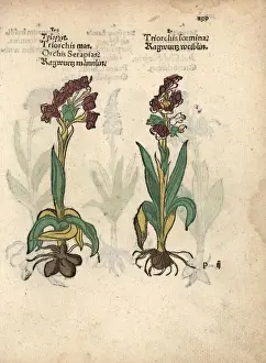 Adam Prints: Green-winged orchid, Orchis morio