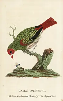 Naturalistspocketmagazine Prints: Green-winged pytilia, Pytilia melba