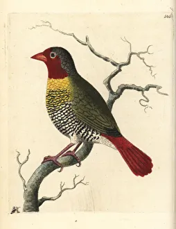 Variegated Gallery: Green-winged pytilia, Pytilia melba
