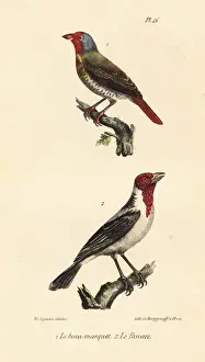 Completes Prints: Green-winged pytilia and red-cowled cardinal