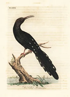 Latham Collection: Green wood hoopoe, Phoeniculus purpureus