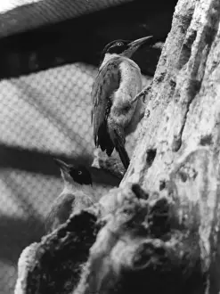 Rumped Prints: Green Woodpecker