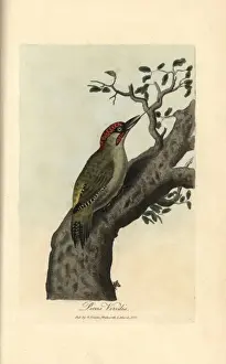Woodpecker Prints: Green woodpecker, Picus viridis