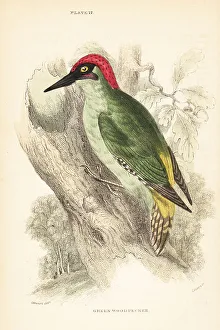 Perch Prints: Green woodpecker. Picus viridis, perched on a tree