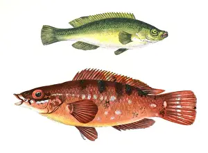 Green Wrasse and Comber Wrasse