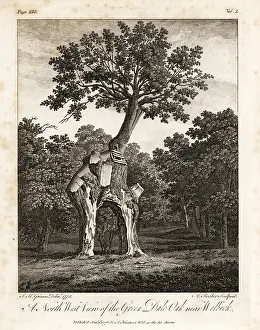 Silva Prints: The Greendale Oak, Welbeck Park, Nottingham