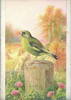 Rankin Prints: Greenfinch