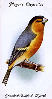 Bullfinch Collection: Greenfinch-Bullfinch Hybrid