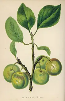 Stalk Prints: GREENGAGE / 1871