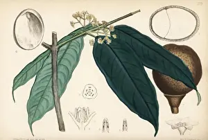 Greenheart, Chlorocardium rodiei