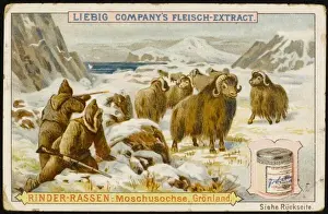 Greenland Cattle