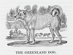 Bewick Collection: Greenland Dog