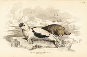 Carnivora Collection: Greenland or harp seal, Pagophilus groenlandicus