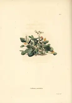 Greenland scurvy grass, Cochlearia groenlandica