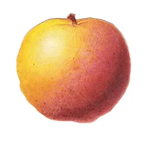 Greetings card in the shape of an apple