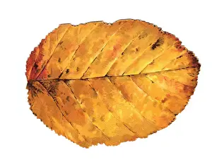 Greetings card in the shape of an autumn leaf