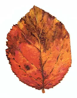 Greetings card in the shape of an autumn leaf