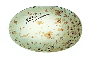 Images Dated 9th May 2018: Greetings card in the shape of a birds egg